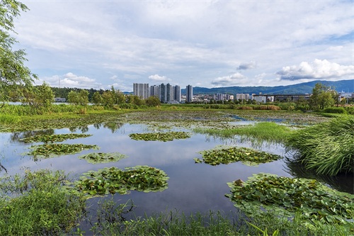 旅途见闻—云南(大理-洱海月湿地公园)