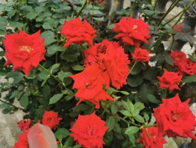 闲聊“粉丝”二字