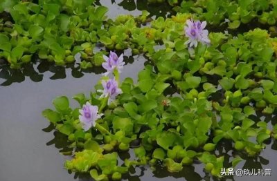 入侵我国十大最有危害性物种:1.水葫芦2.巴西龟3.清道夫4.福寿螺