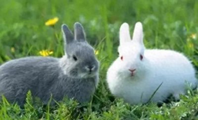 龙魂觉醒!中国绝非兔子,这是为何?