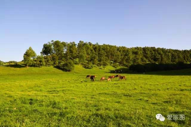 5.1旅游攻略关山牧场(走约起一起去关山牧场)(13)