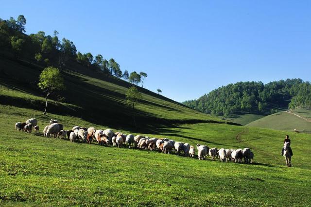 5.1旅游攻略关山牧场(走约起一起去关山牧场)(6)