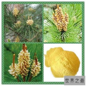 松花粉怎么吃?松花粉的服用和禁忌