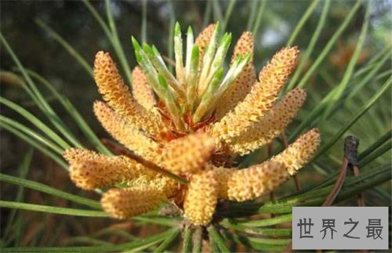 松花粉怎么吃?松花粉的服用和禁忌