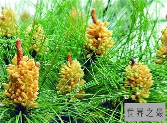 松花粉怎么吃?松花粉的服用和禁忌