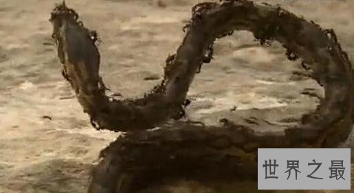 世界上最可怕的蚂蚁,行军蚁对人的威胁巨大!