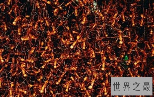 世界上最可怕的蚂蚁,行军蚁对人的威胁巨大!