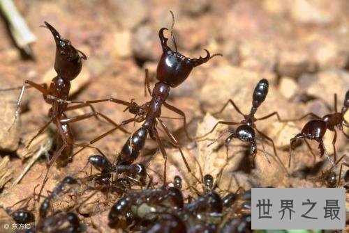 世界上最可怕的蚂蚁,行军蚁对人的威胁巨大!