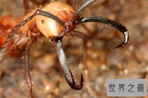 世界上最可怕的蚂蚁,行军蚁对人的威胁巨大!