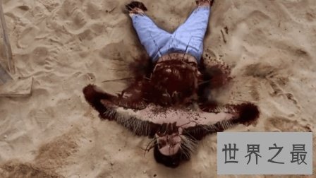 世界上最可怕的蚂蚁,行军蚁对人的威胁巨大!