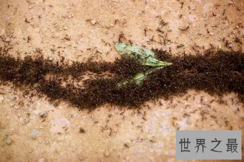 世界上最可怕的蚂蚁,行军蚁对人的威胁巨大!