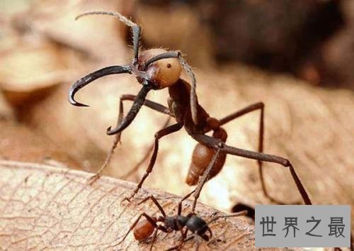 世界上最可怕的蚂蚁,行军蚁对人的威胁巨大!