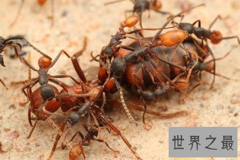 世界上最可怕的蚂蚁,行军蚁对人的威胁巨大!