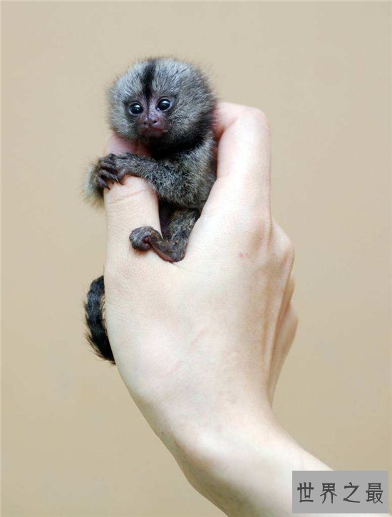 狨猴许多特点与人相似,但却被人拿来做科学实验