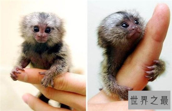 狨猴许多特点与人相似,但却被人拿来做科学实验