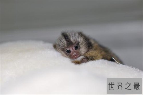 狨猴许多特点与人相似,但却被人拿来做科学实验