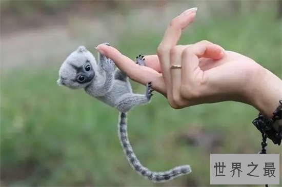 狨猴许多特点与人相似,但却被人拿来做科学实验