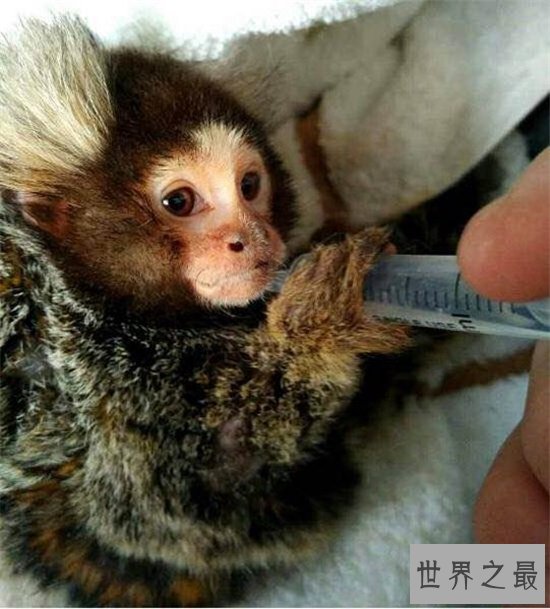 狨猴许多特点与人相似,但却被人拿来做科学实验