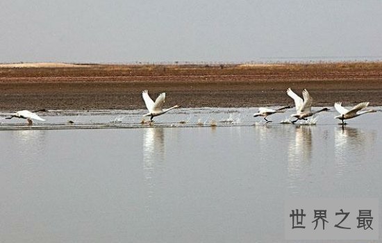 我国最大的淡水湖鄱阳湖风景优美,简直是一个物种宝库!