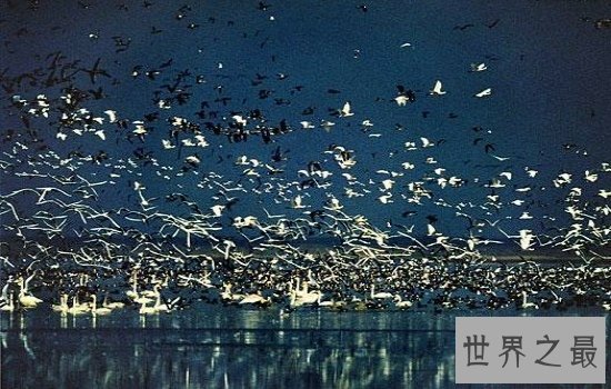 我国最大的淡水湖鄱阳湖风景优美,简直是一个物种宝库!