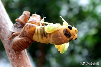 ​金蝉养殖一亩地能产多少斤？附金蝉养殖前景及效益分析