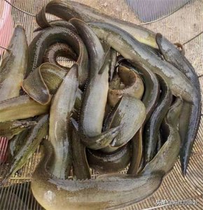 人工繁育取得突破,这条鱼正加快市场布局