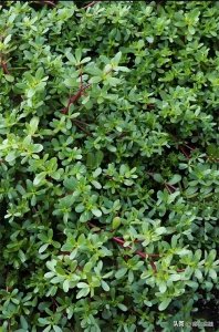 马齿苋的做法与禁忌