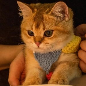 搞笑情侣专属的搞怪情头