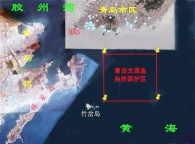 青岛现“活化石”文昌鱼