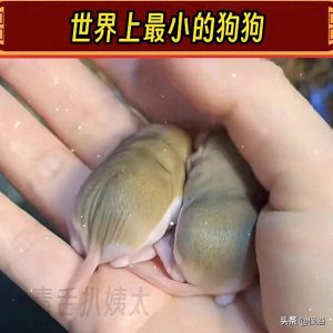 世界上最小的狗狗!网友辣评:脑容量小到只记得一个人