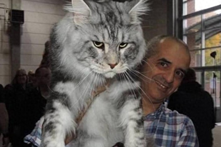 网友争相晒巨型猫:体格庞大,身长甚至超过1米!