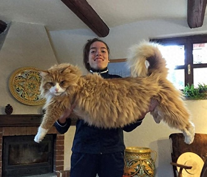 网友争相晒巨型猫:体格庞大,身长甚至超过1米!