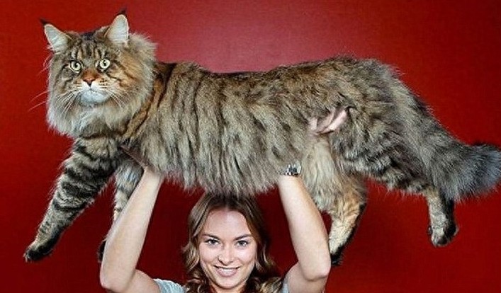 网友争相晒巨型猫:体格庞大,身长甚至超过1米!