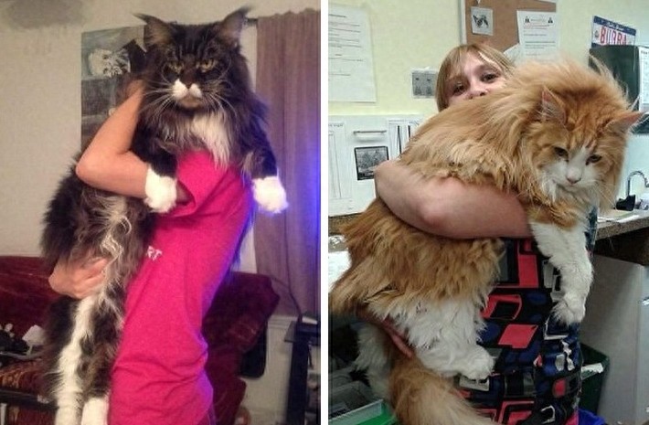 网友争相晒巨型猫:体格庞大,身长甚至超过1米!