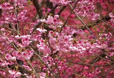 5首最美四月天诗,领略春色花开四月间。御水吹笛,惊起白云还。