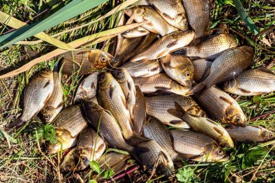 被大家忽视的七星漂,简单好用,钓灵钓钝自己说了算,漂动就有口