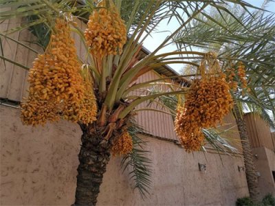 中国人在沙特的打工日常