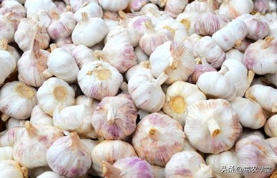 大蒜价格又涨了,现在大蒜多少钱一斤?2024大蒜下半年行情预测!