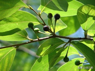 享有“香料之王”的美誉,身边的宝藏植物,既爱又恨的山苍子