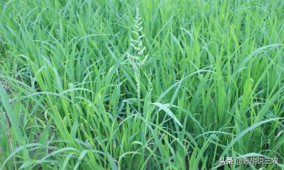 一组杂草图片,你认识的或不认识的杂草都有,不知你认识几种?