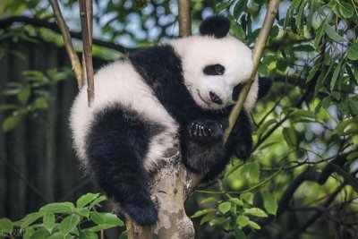 熊猫的战斗力有多惊人