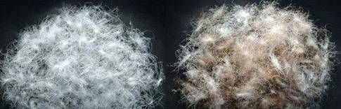 80白鸭绒和90白鸭绒是什么意思