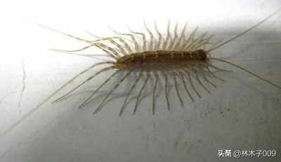 房间有蚰蜒怎么消灭