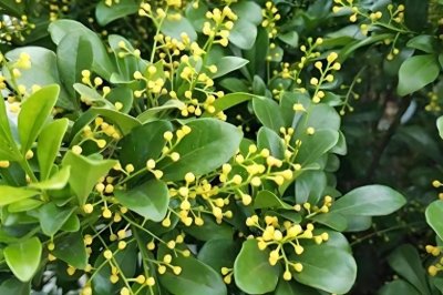 米兰花家庭养殖全攻略:如何科学养护并享受其美丽与芬芳?