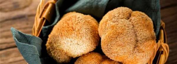 猴头菇变黄了还能吃,干猴头菇变褐色还能吃吗图2