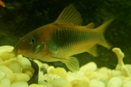 宠物图集：咖啡鼠