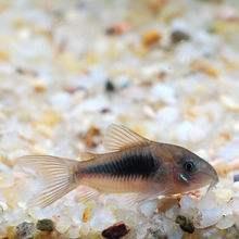 宠物图集：咖啡鼠