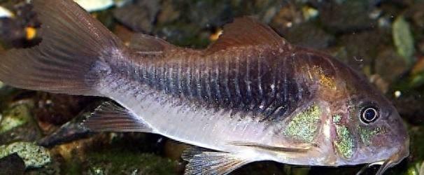 宠物图集：咖啡鼠