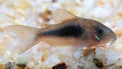 ​宠物图集：咖啡鼠