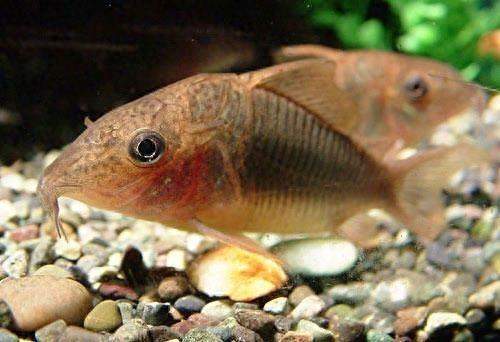 宠物图集：咖啡鼠